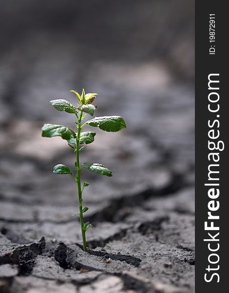 Small green sprout in the dry cracked soil