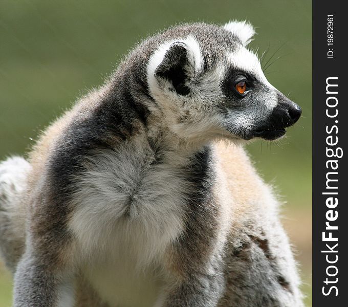 Ring-tailed Lemur animal closeup
