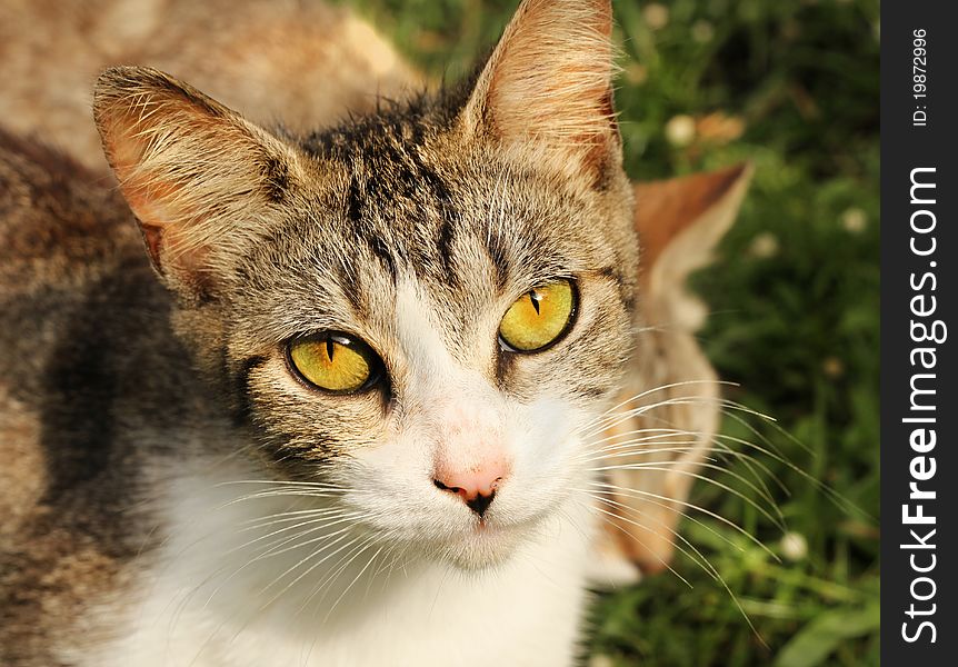 A nice portrait of a common little eye cat with a green background. A nice portrait of a common little eye cat with a green background