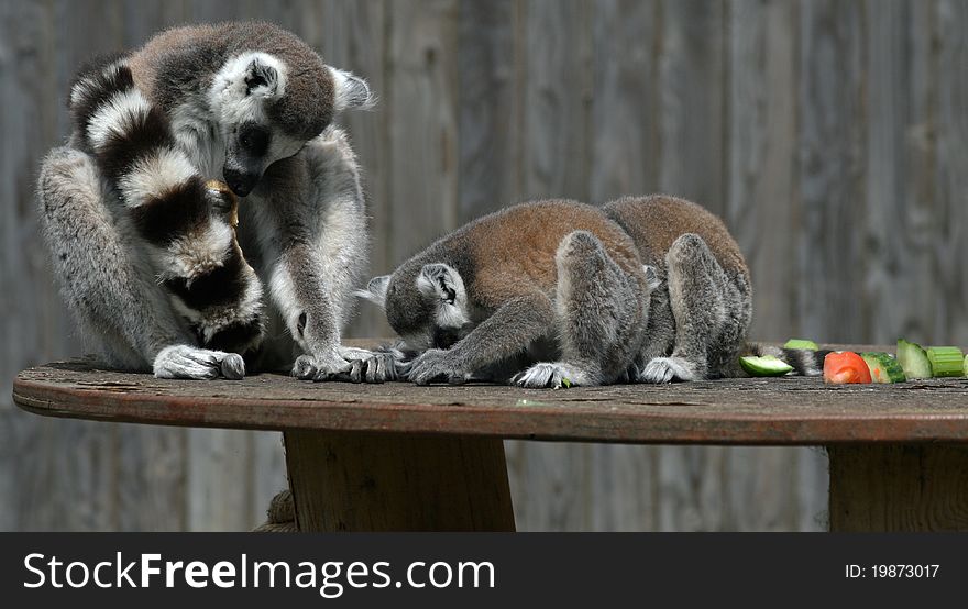 Ring-tailed Lemur animal feeding. Ring-tailed Lemur animal feeding