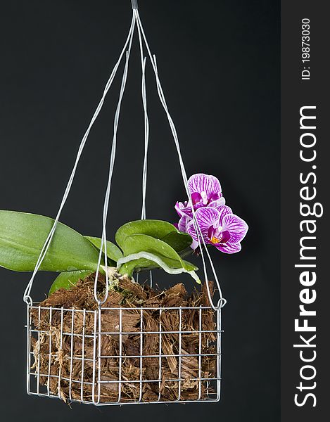 Concept still life with violet viola,  gloves and green watering can over white