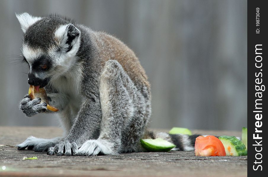 Ring-tailed Lemur 3