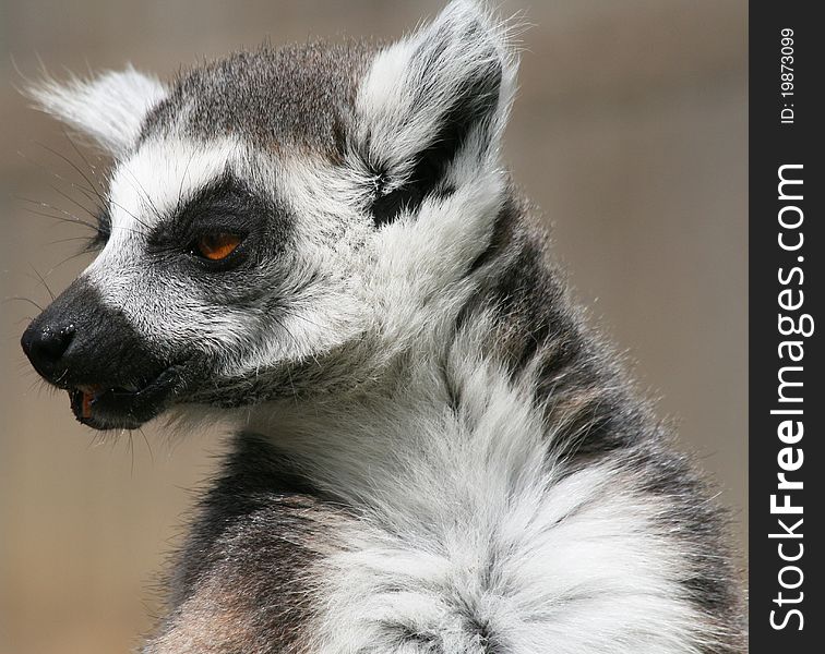 Ring-tailed Lemur 4 animal head shot