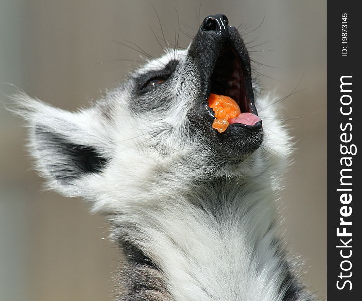 Ring-tailed Lemur 5 animal feeding