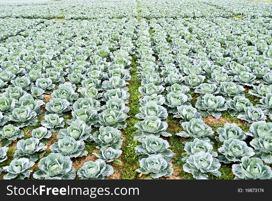 Big Cabbage farm on the mountain at Thailand ,Asia