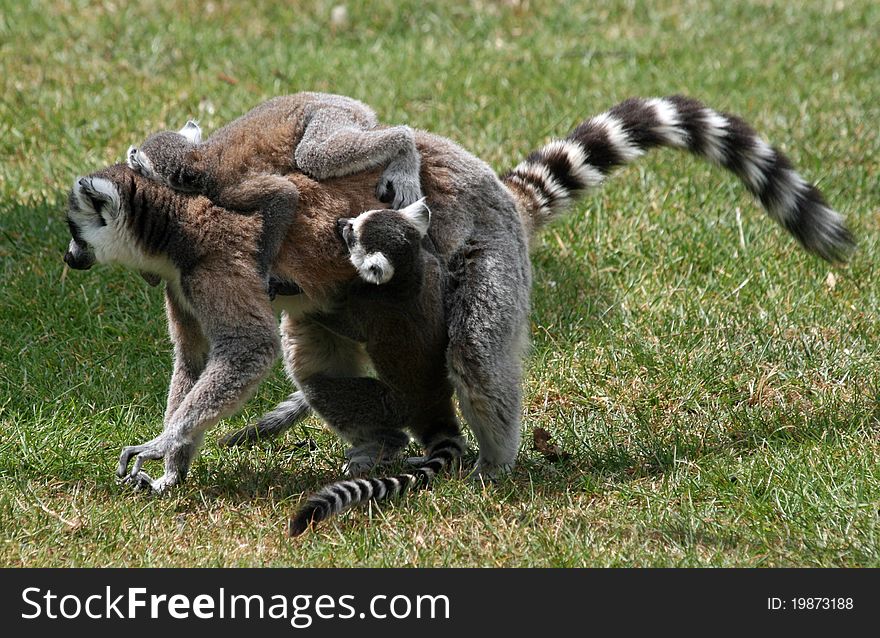 Ring-tailed Lemur 6 animal with babies