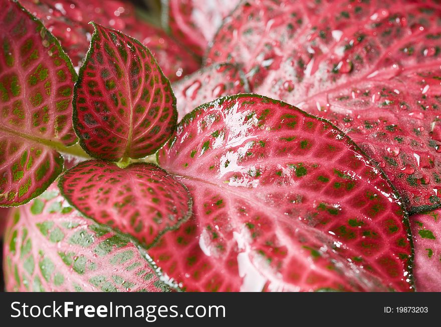 Red wet fresh beautiful leaves close up