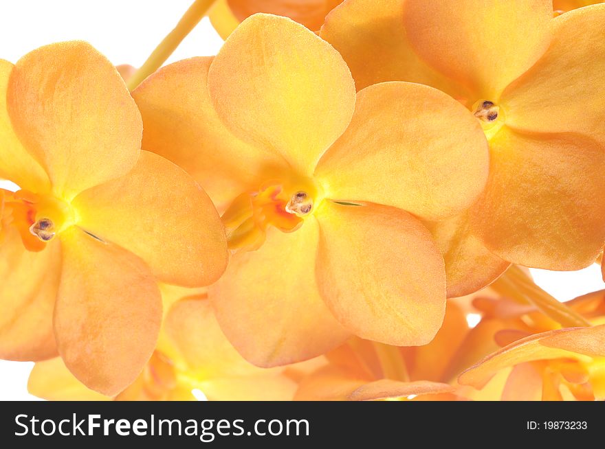 Yellow  ascocenda orchid flower closeup