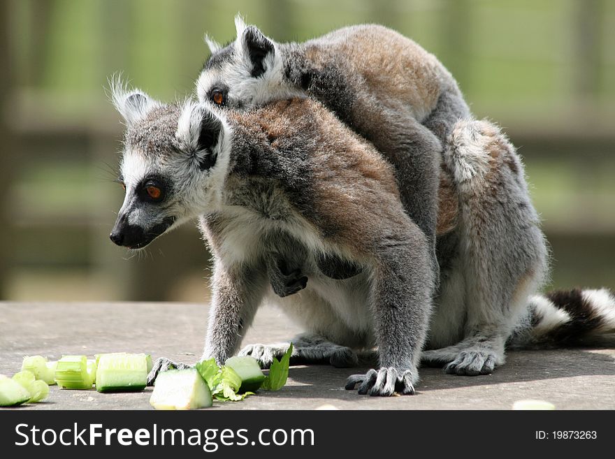 Ring-tailed Lemur 7 animal with baby