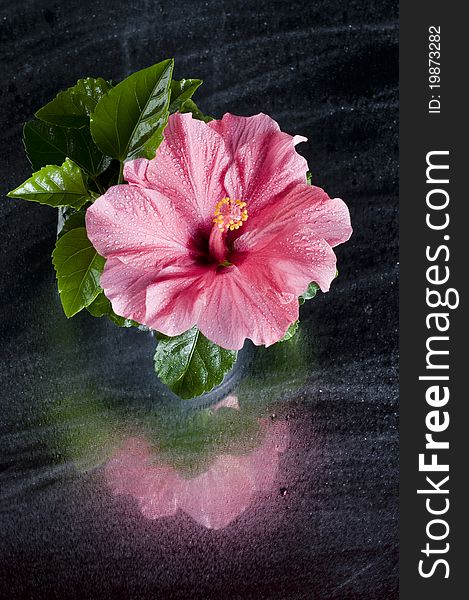 Beautiful Pink Hibiscus Flower Over Black