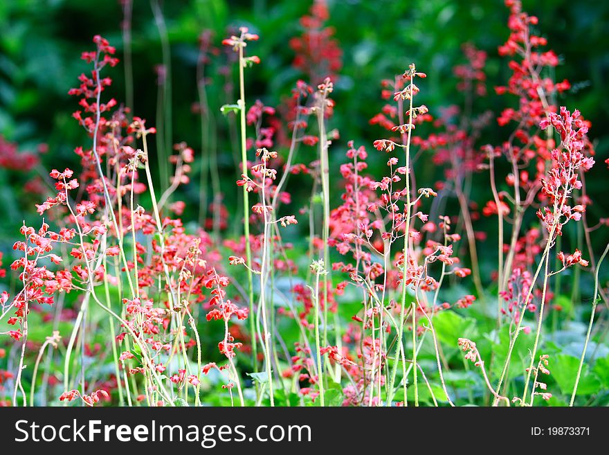 Wild Little Pink Flowers