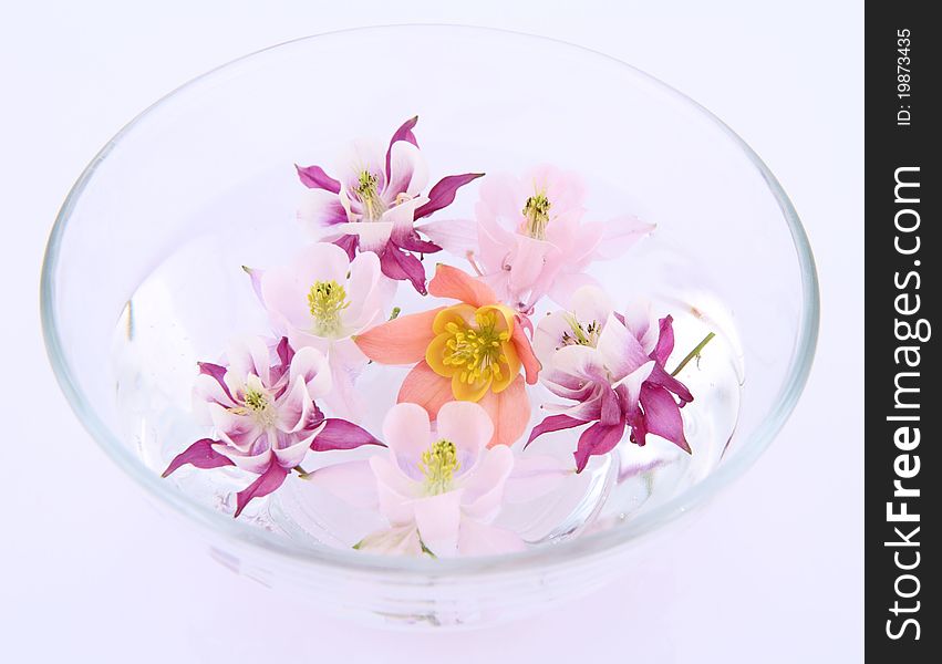 Columbine flowers floating in a bowl on white background