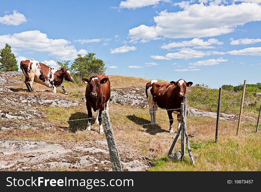 Curious cows behind a fence in Sweden.