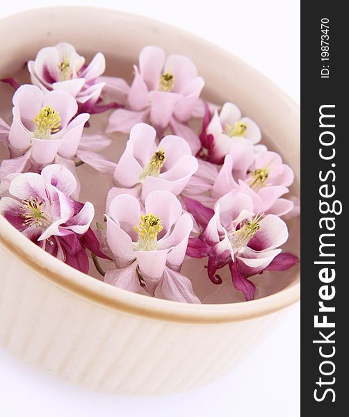 Columbine flowers floating in a bowl on white background