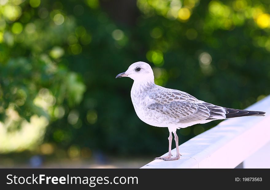 Seagull on green background