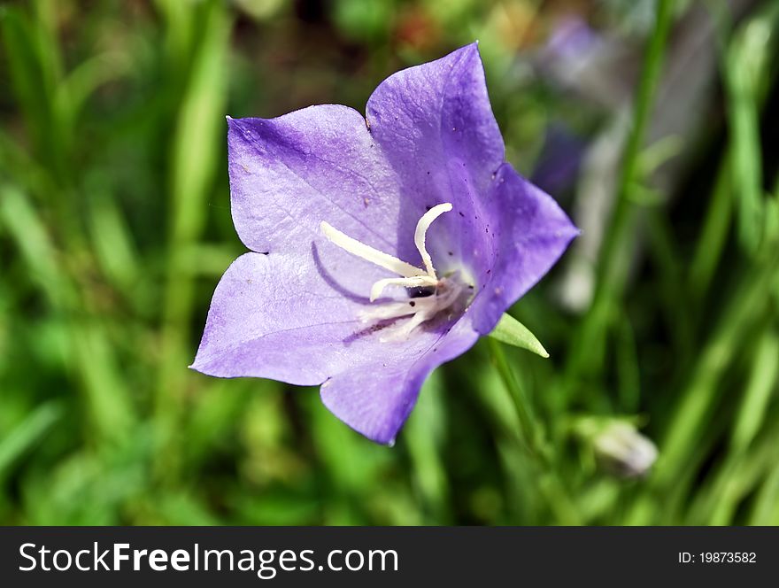 Purple campanula flowers on green background. Purple campanula flowers on green background