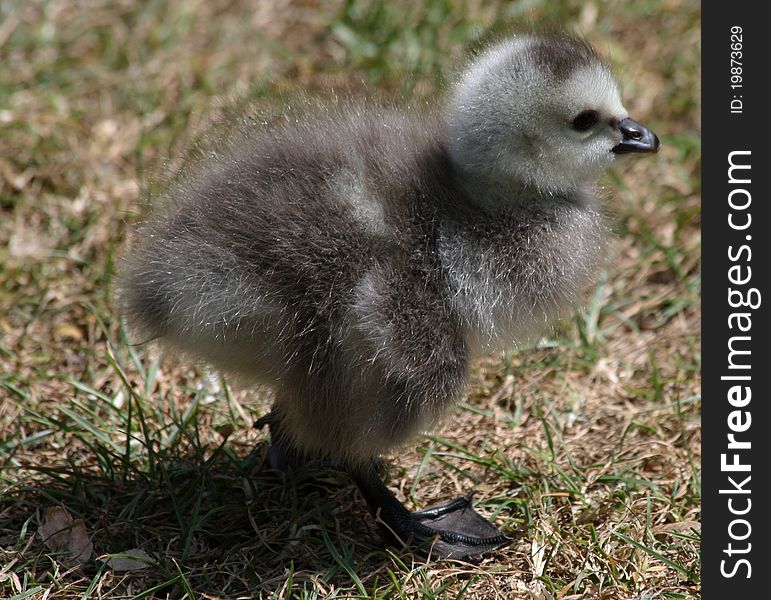 Barnacle Geese goslings on grass. Barnacle Geese goslings on grass