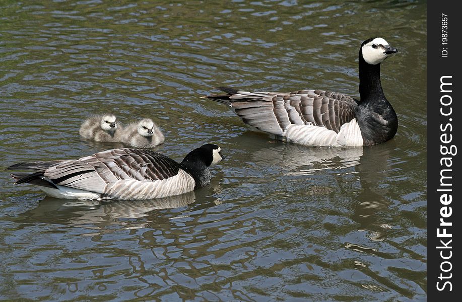 Barnacle Geese and her goslings