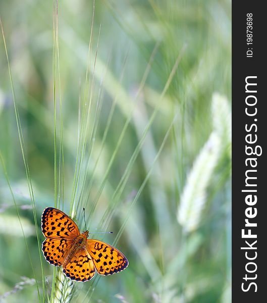 Macro of ear and butterfly on it