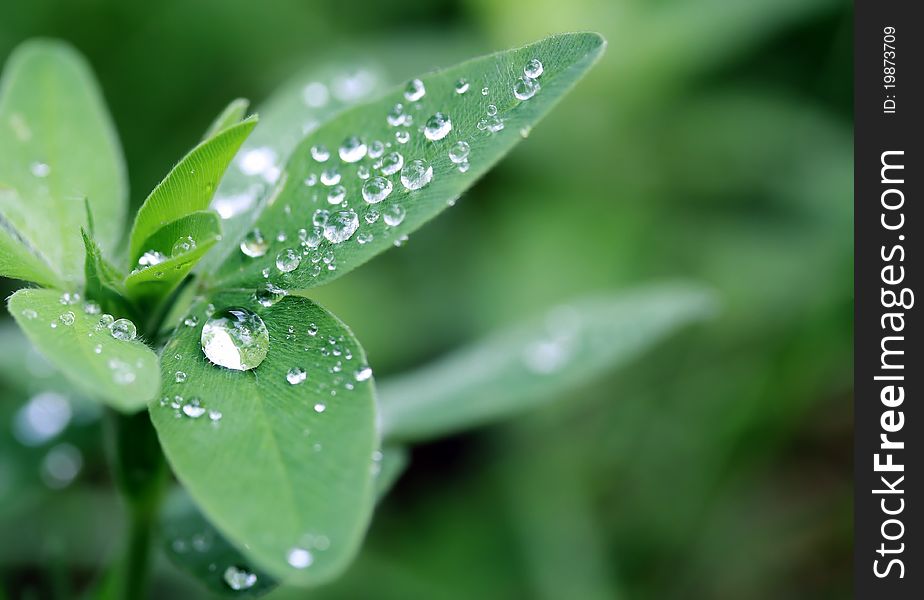 Macro of green leaves and raindrops