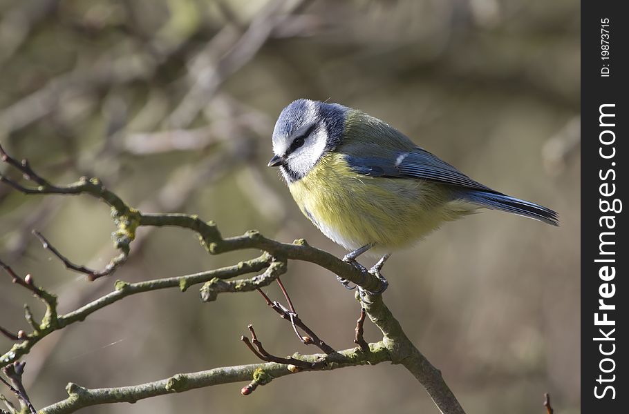 Blue Tit perched on a branch closeup