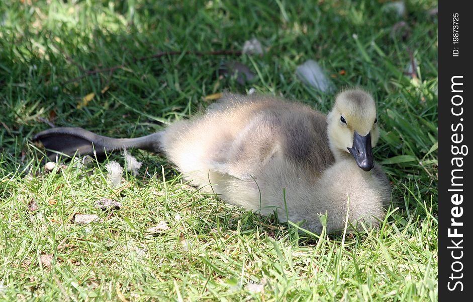 Canada Goose Gosling