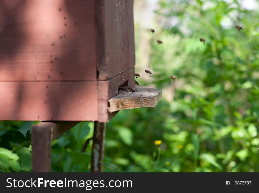 Bees fly to a beehive