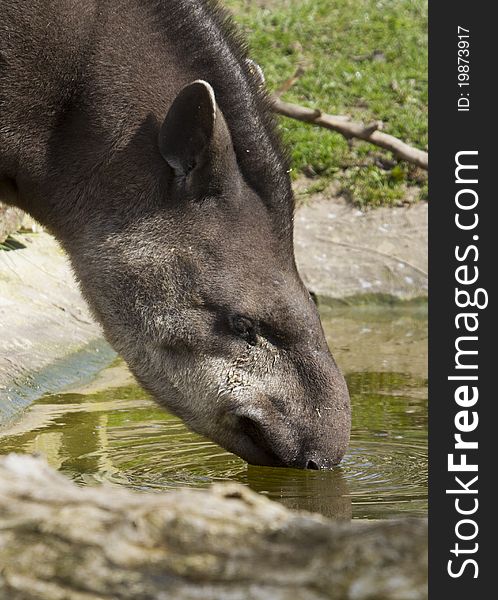Tapir from south Africa found in Brazil