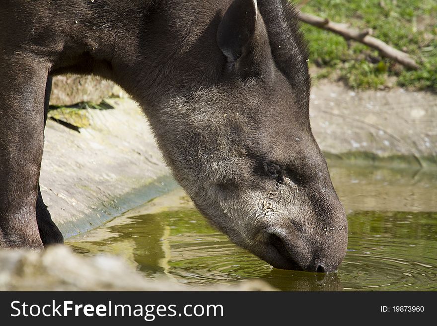 Tapir from south Africa found in Brazil