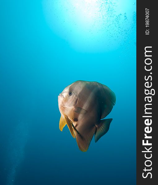 Teira Batfish (Platax teira), Maldives, Ari-Atoll. Maldives