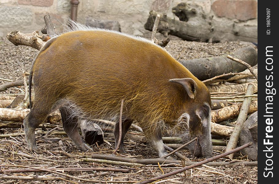 Red River Hog from Africa closeup macro