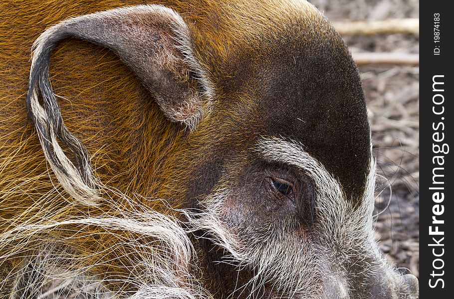 Red River Hog from Africa closeup macro