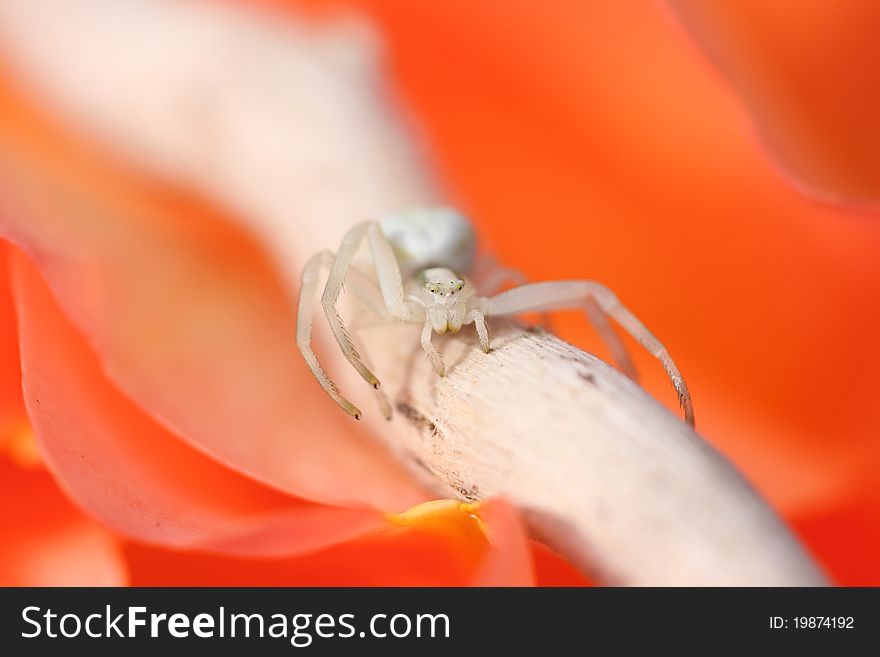 Thomisus white spider on a rose orange