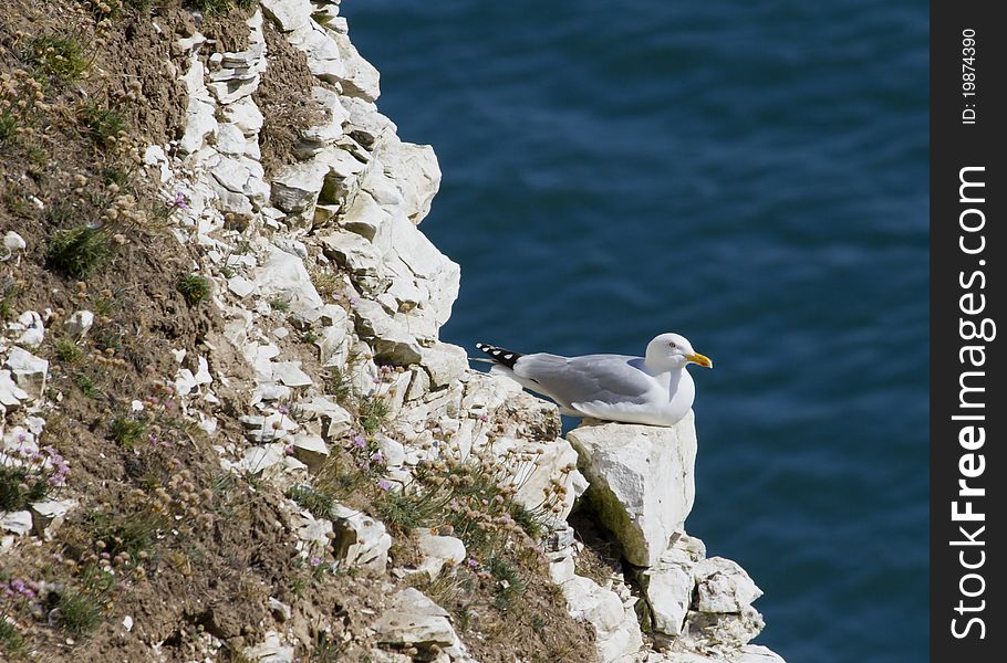 Herring Gulls nesting on a cliff face