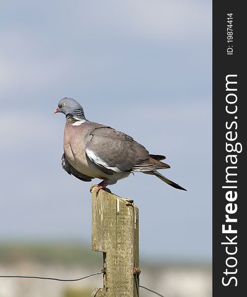 Woodpigeon ( Columba oenas ) Perched on a fence post