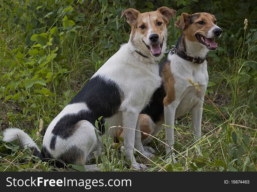 A Pair Of Mongrels, Dogs Sitting On The Grass