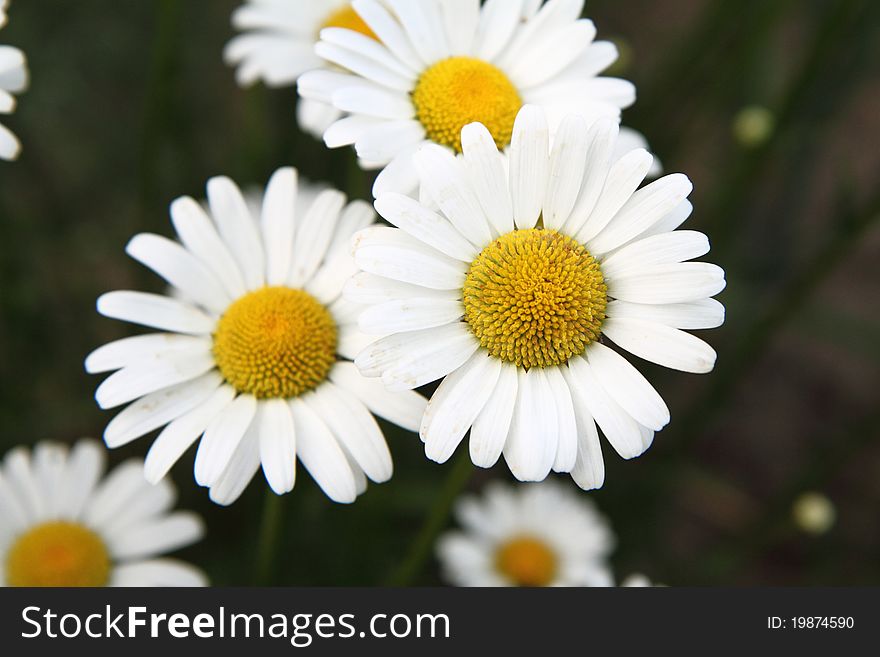 Camomile flowers blooming in close up