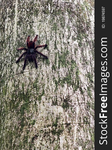 A nice view of a big tropical spider from Martinique. A nice view of a big tropical spider from Martinique