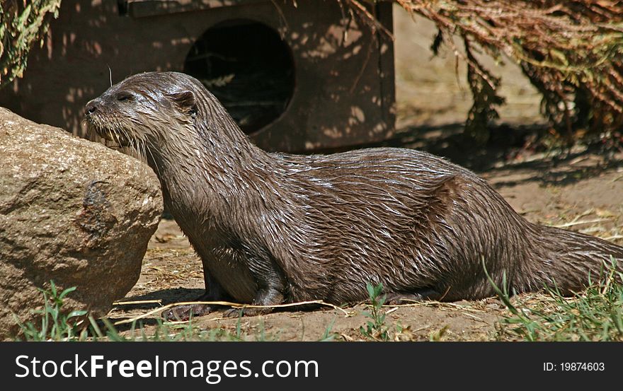 Small-clawed Otter 2