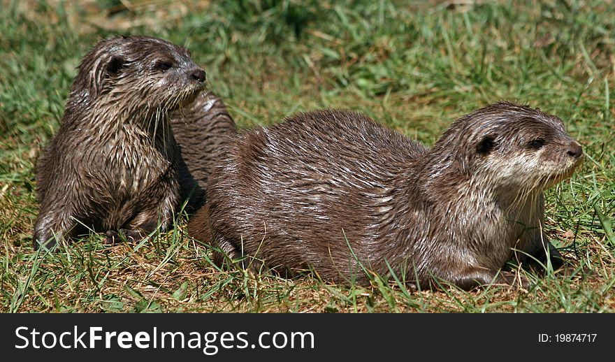 Small-clawed Otter 8