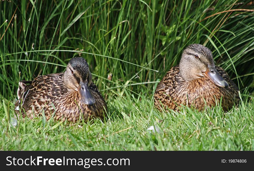 Female Mallard Ducks