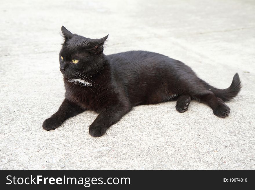 Black cat in a yard