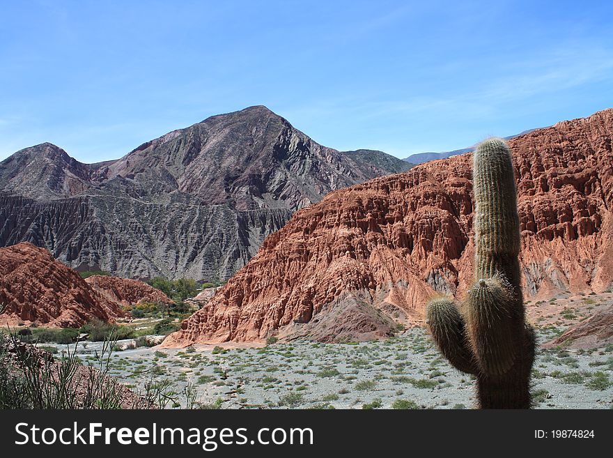 Cactus In Purmamarca Mountain Range