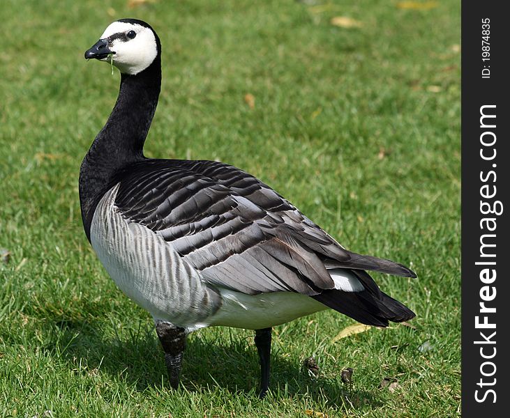 Single Barnacle Goose bird on grass