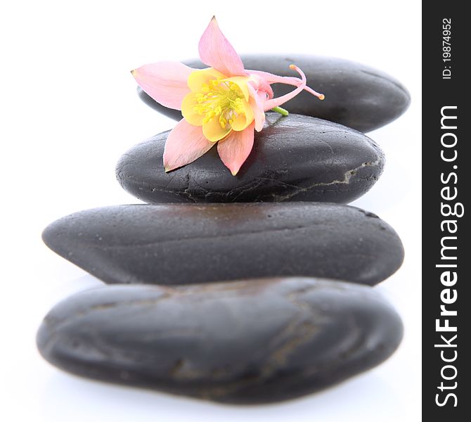 Flower On A Spa Stone