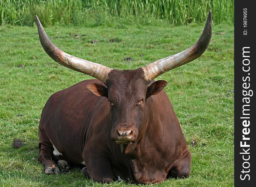 Single Ankole Cattle cow in field
