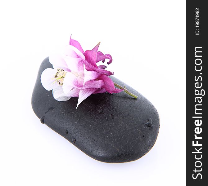 Flower On A Spa Stone