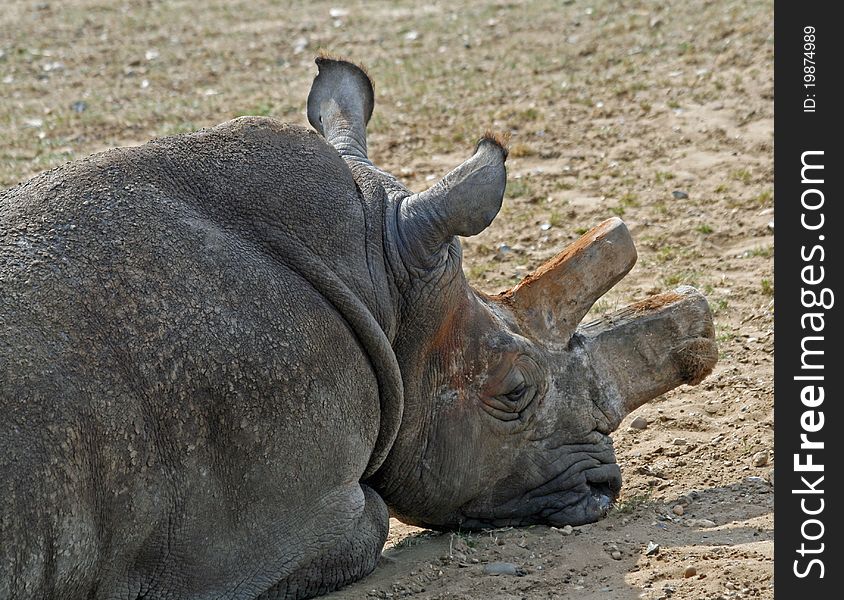 Head shot of Rhinocerous animal. Head shot of Rhinocerous animal