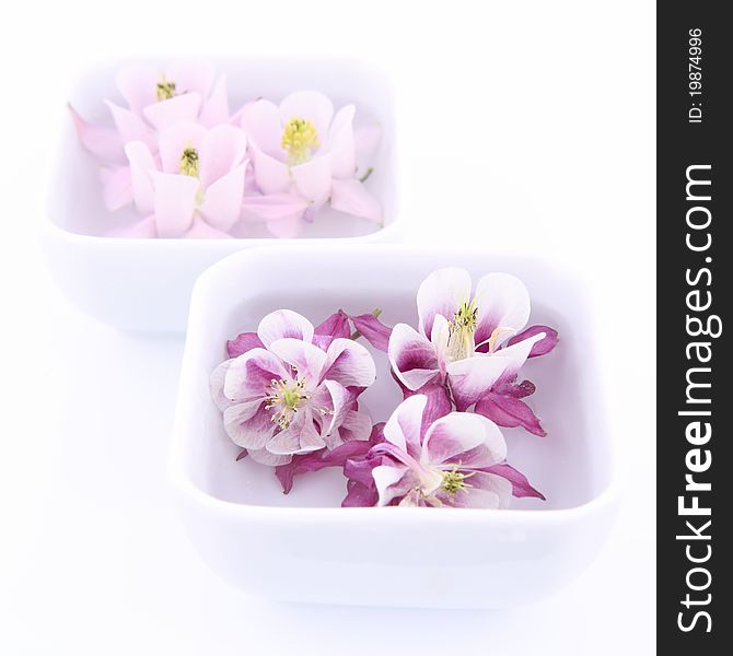 Columbine flowers floating in bowls on white background. Columbine flowers floating in bowls on white background