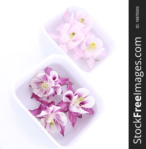 Columbine flowers floating in bowls on white background. Columbine flowers floating in bowls on white background